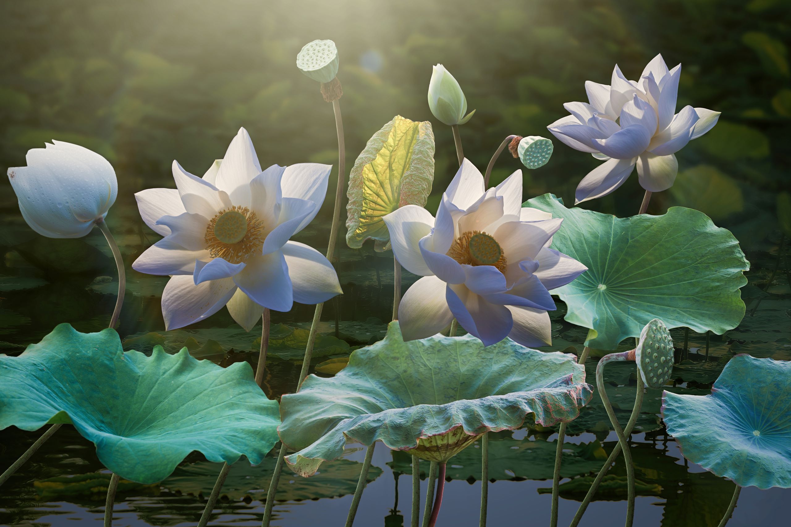 background image lotus flowers